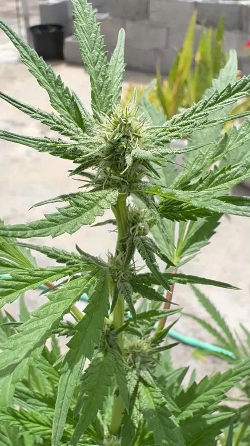 OG Kush - 1/4/26