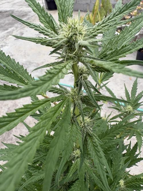 OG Kush - 1/4/26. Week 12