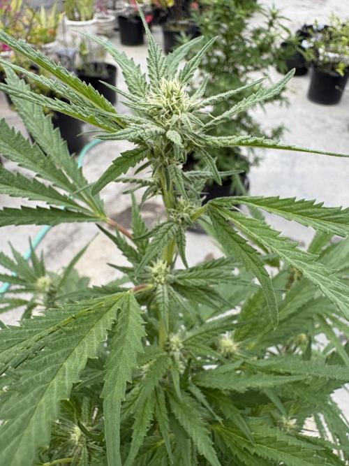 OG Kush - 1/4/26. Week 12