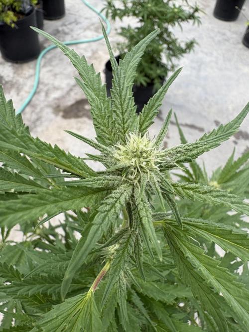 OG Kush - 1/4/26. Week 12