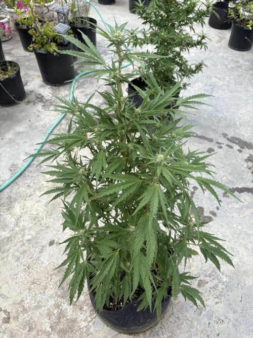 OG Kush - 1/4/26. Week 12