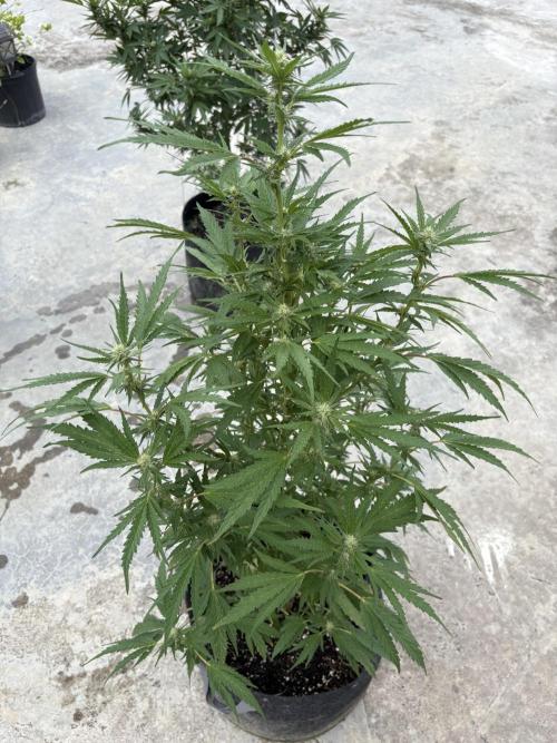 OG Kush. Week 12