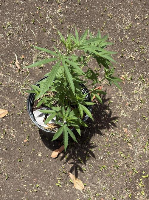 Panama Red - 2/22/26. Week 6