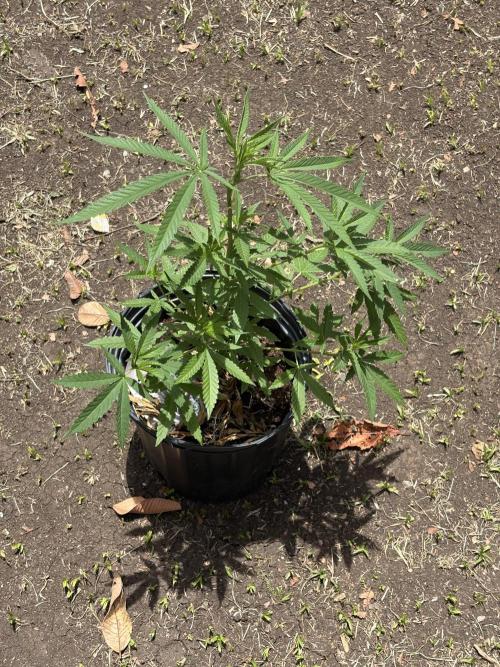 Panama Red. Week 6