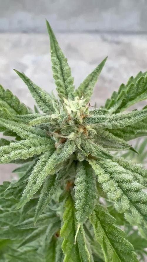 OG Kush - 1/4/26