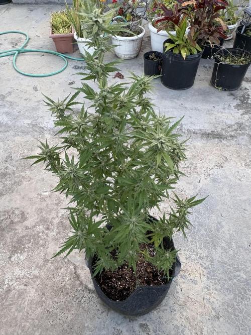 OG Kush - 1/4/26. Week 13