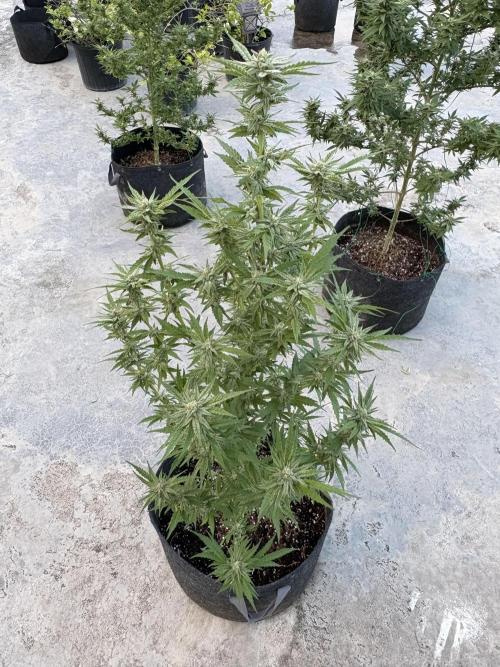 OG Kush - 1/4/26. Week 13