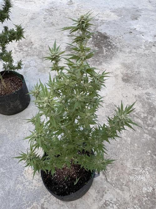 OG Kush. Week 13