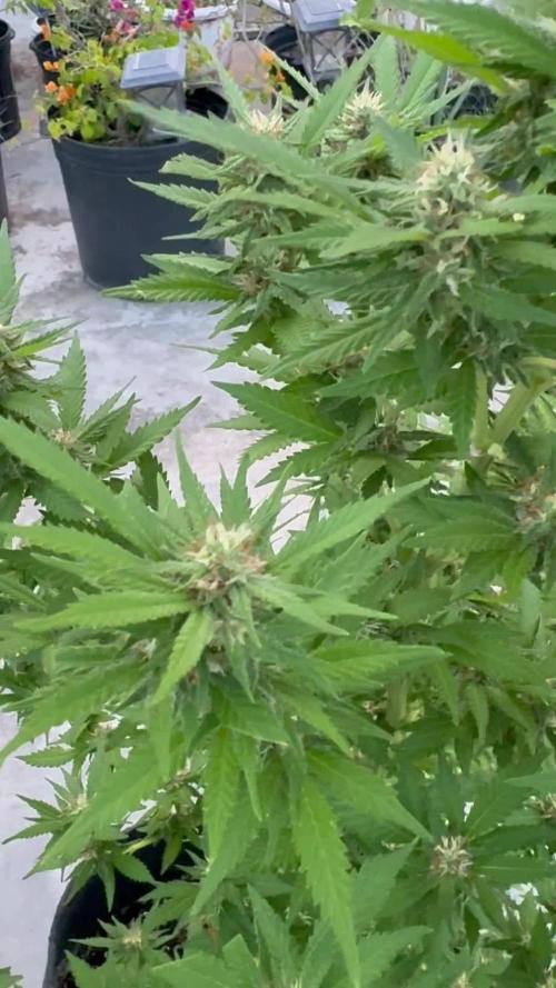 Thai - 1/5/26
