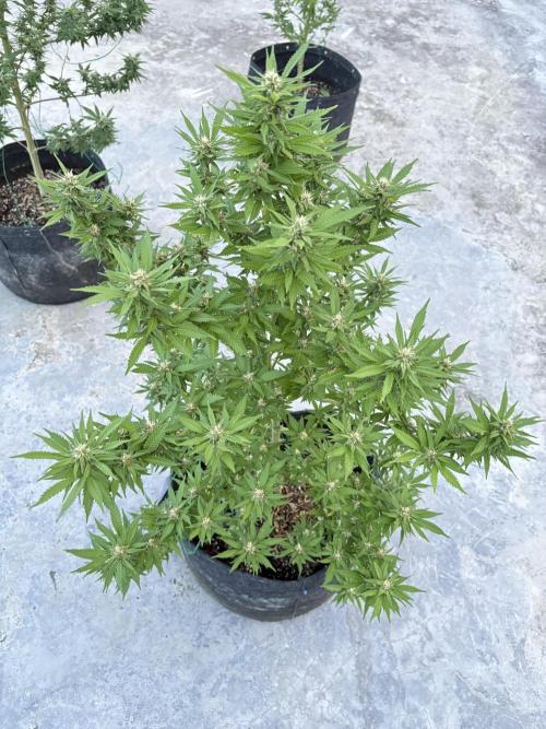 Thai - 1/5/26. Week 13