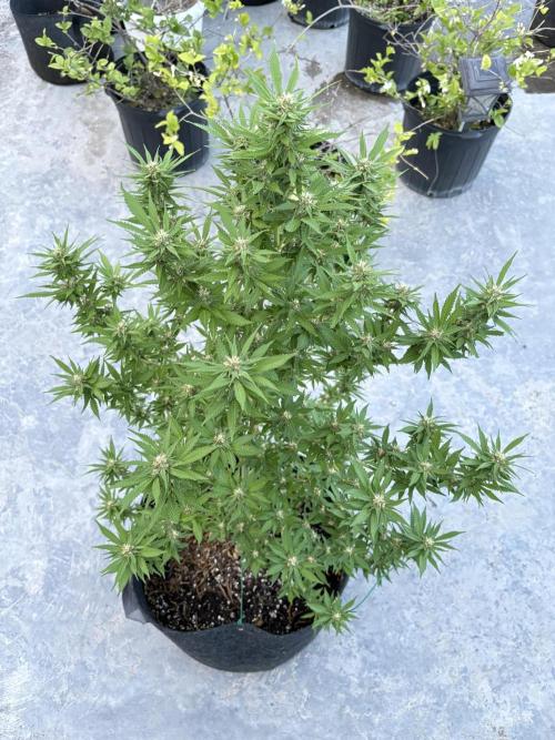 Thai - 1/5/26. Week 13