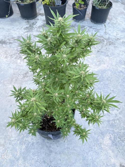 Thai - 1/5/26. Week 13