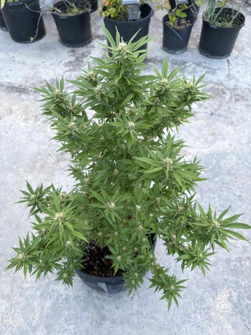Thai - 1/5/26. Week 13