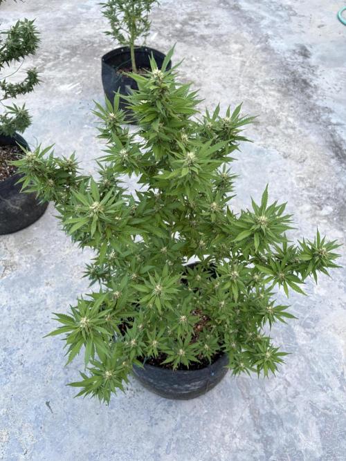 Thai - 1/5/26. Week 13