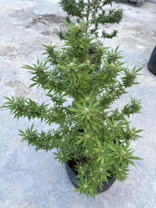 Thai. Week 13