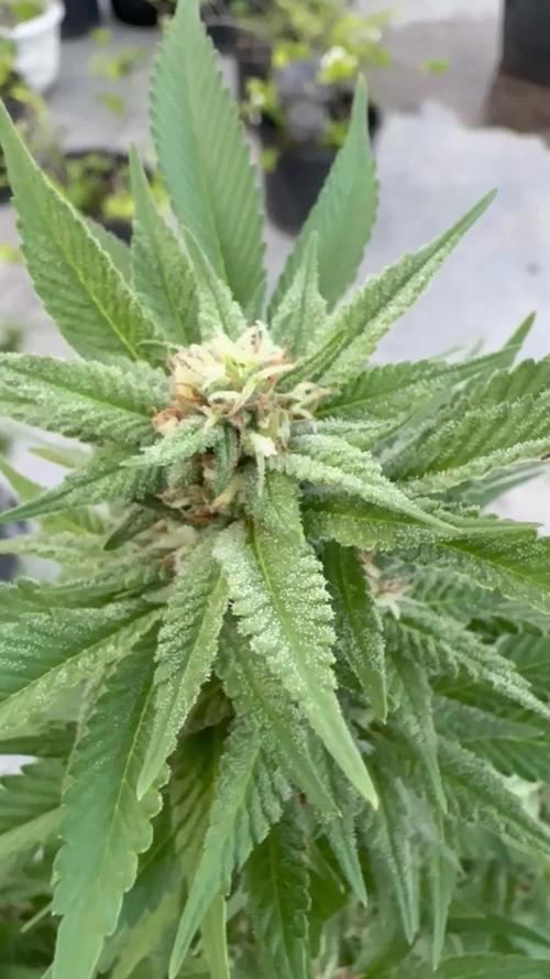 Blue Skunk 12/29/25