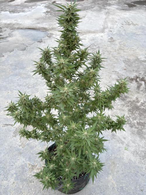 Blue Skunk - 12/29/25. Week 14