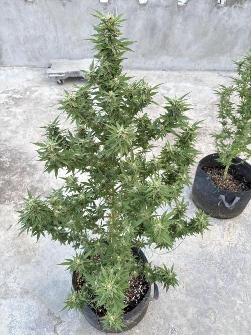 Blue Skunk - 12/29/25. Week 14