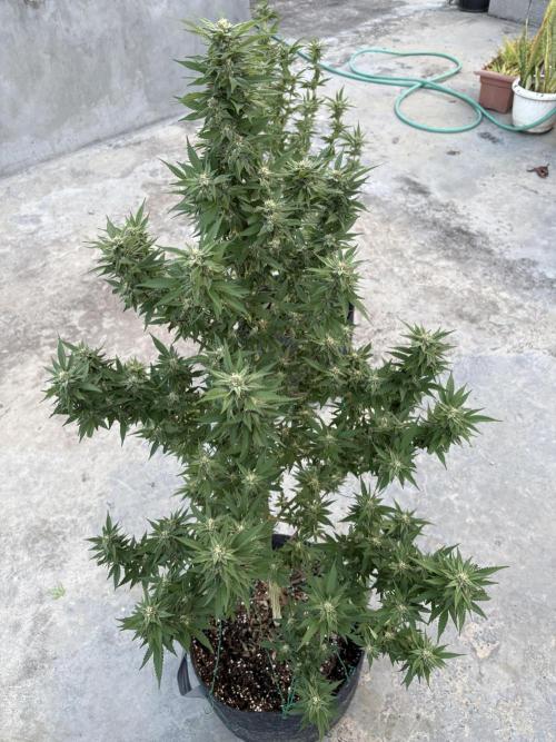 Blue Skunk - 12/29/25. Week 14