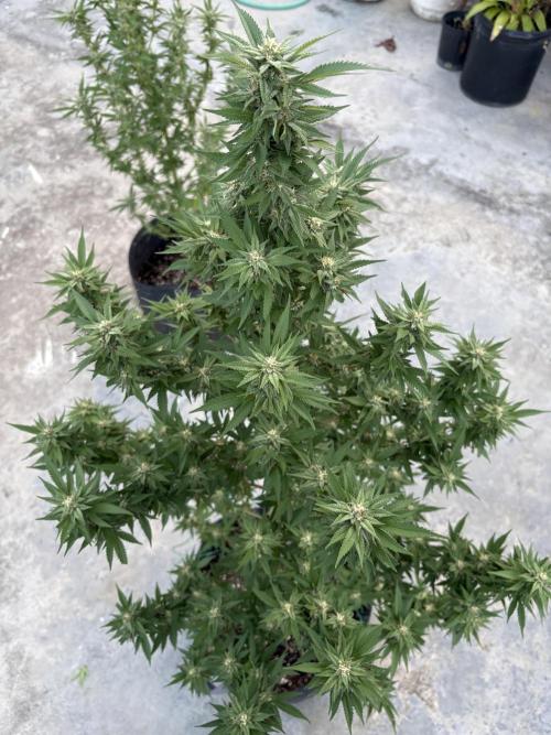 Blue Skunk. Week 14