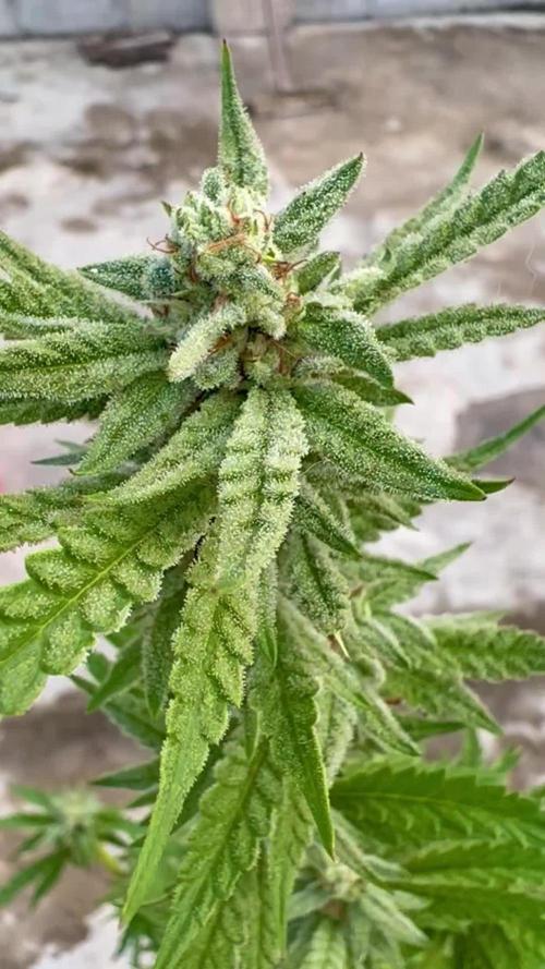 OG Kush - 1/4/26
