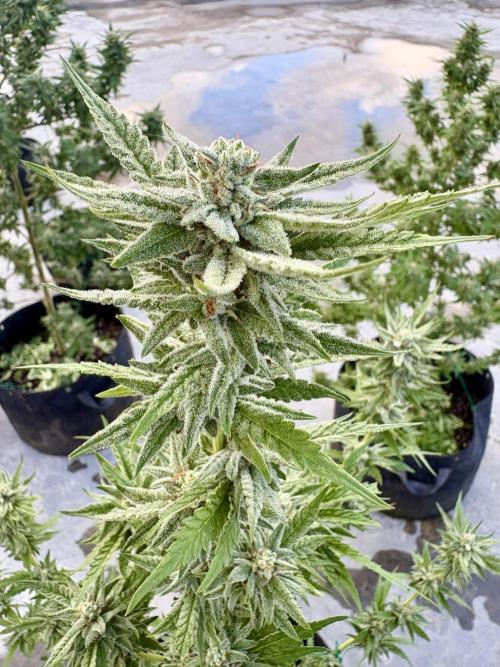 OG Kush - 1/4/26. Week 14