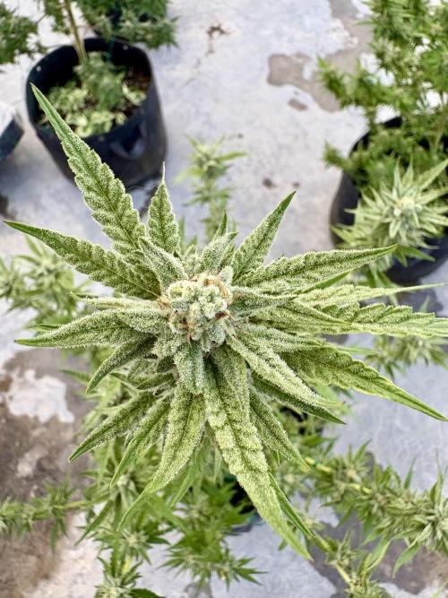OG Kush - 1/4/26. Week 14