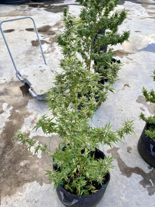 OG Kush - 1/4/26. Week 14