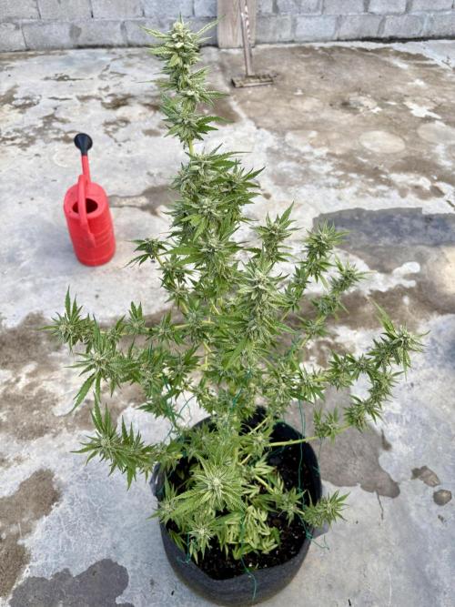 OG Kush. Week 14