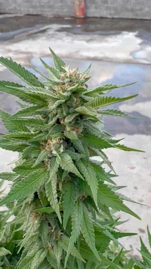 Blue Skunk - 12/29/25