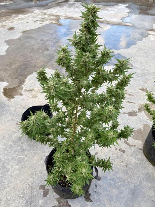 Blue Skunk - 12/29/25. Week 15