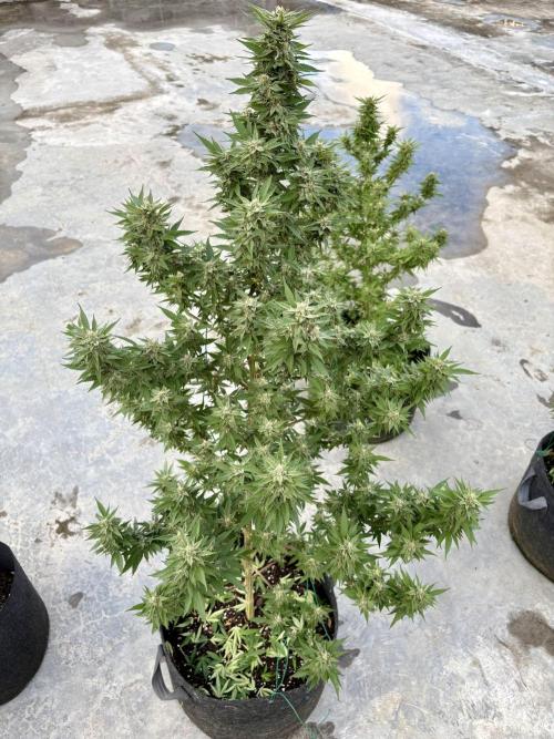 Blue Skunk - 12/29/25. Week 15