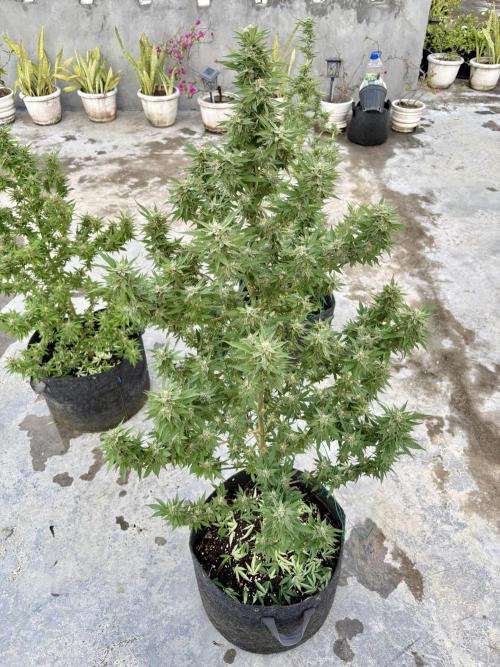 Blue Skunk - 12/29/25. Week 15