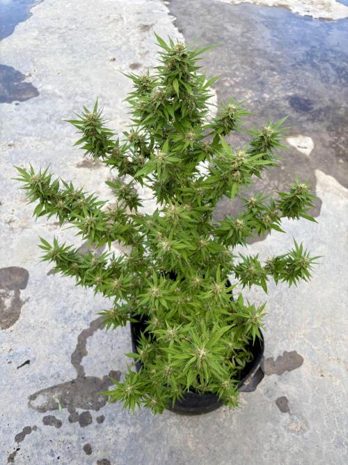 Thai - 1/5/26. Week 14