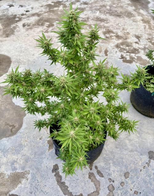 Thai - 1/5/26. Week 14