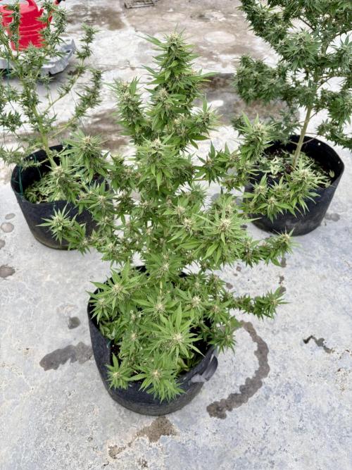 Thai - 1/5/26. Week 14