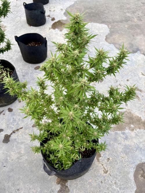 Thai. Week 14