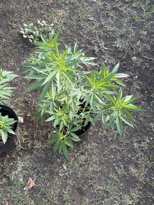 Panama Red - 2/22/26. Week 7
