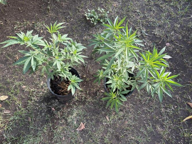 Panama Red - 2/22/26. Week 7