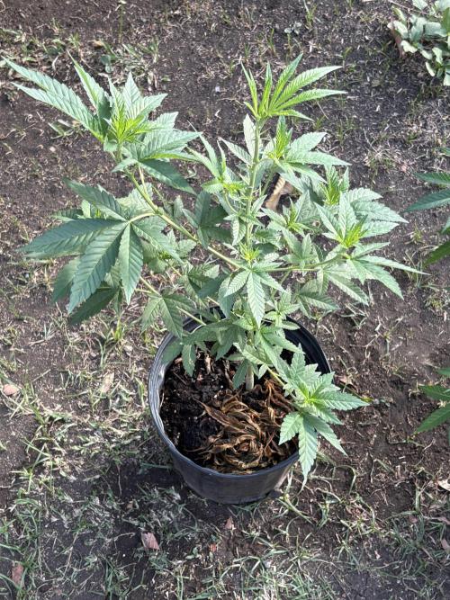 Panama Red. Week 7