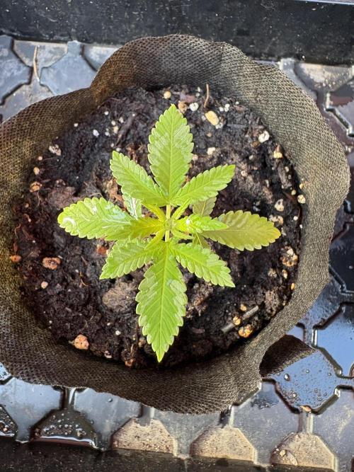 Blue Skunk - 4/12/26. Week 1