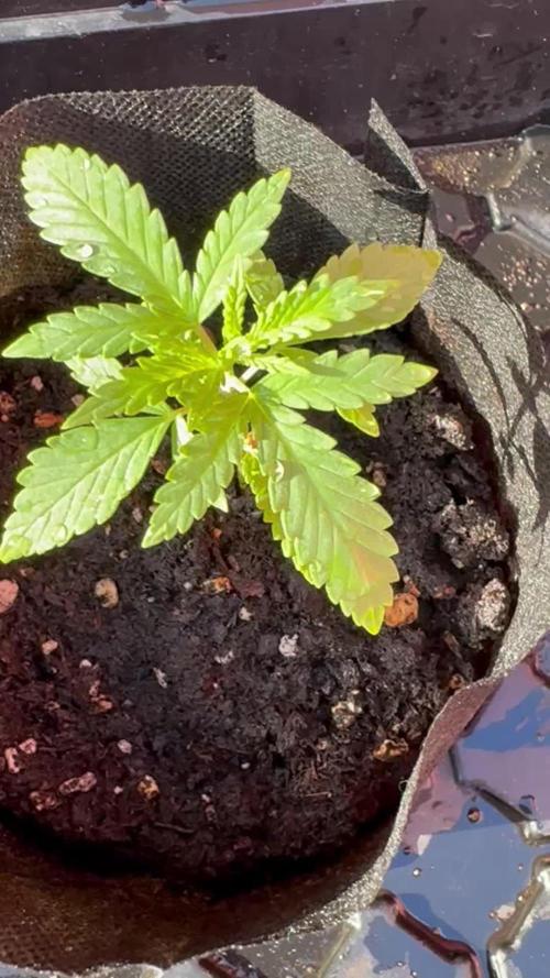 Skunk #1 - 4/20/26