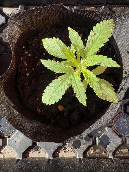 Sensi Skunk. Week 0