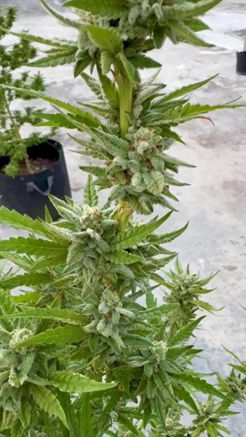 OG Kush - 1/4/26