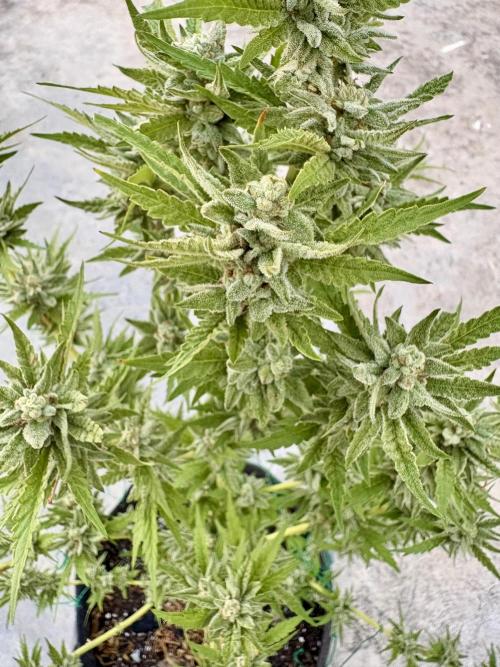 OG Kush - 1/4/26. Week 15