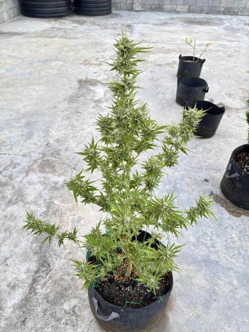 OG Kush. Week 15