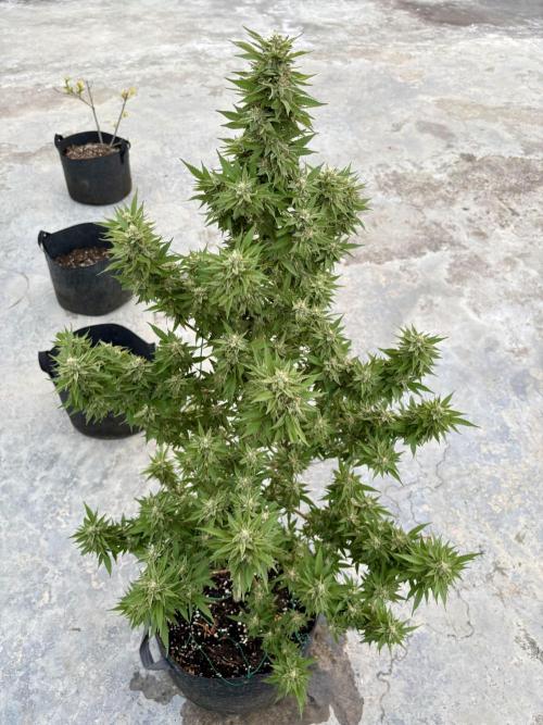 Blue Skunk - 12/29/25. Week 16
