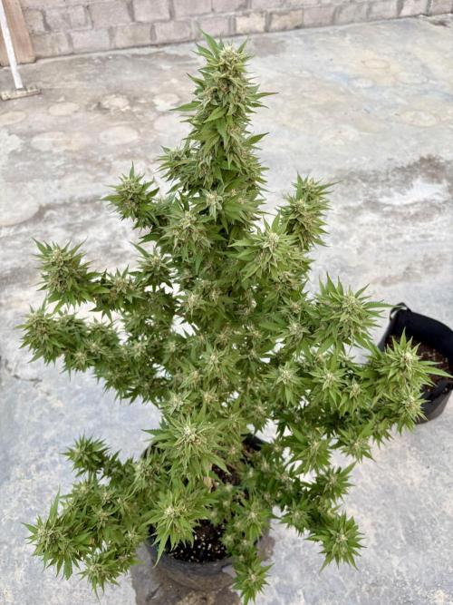 Blue Skunk. Week 16