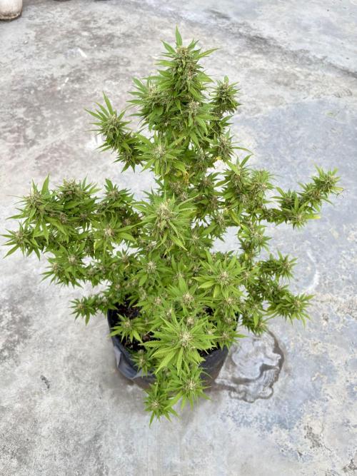 Thai - 1/5/26. Week 15