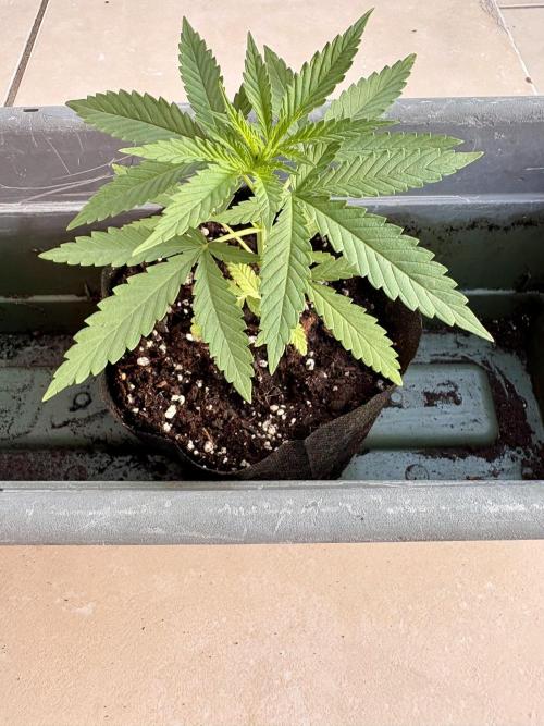 Skunk #1 - 4/20/26. Week 1